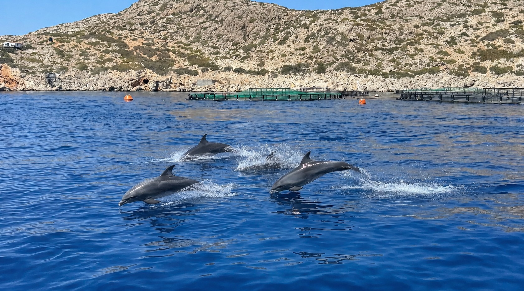 Dolphins - Kolymbia Sea Lines dolphin watching Chalki halki